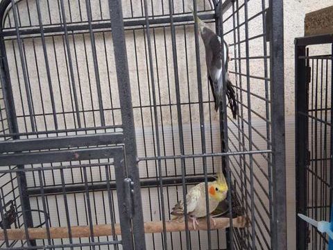 Couple reproducteur calopsitte 20 29810 Ploumoguer