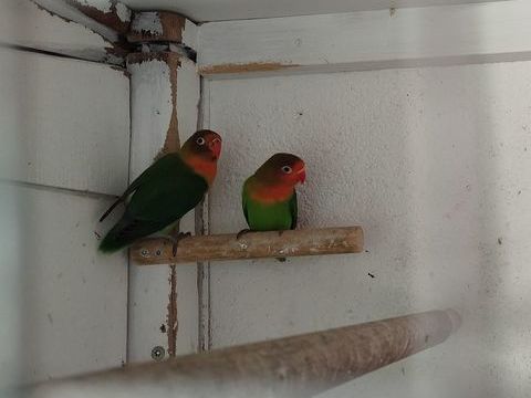 Ins&eacute;parables 20 79370 Fressines