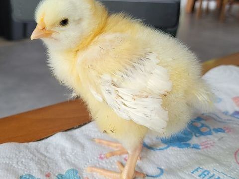 Poussins Sussex blancs hermines et Marans NCC GR 4 25870 Devecey