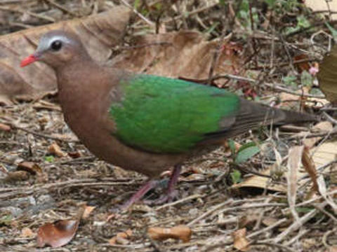 Colombine turvert 60 33240 Saint-andr�-de-cubzac