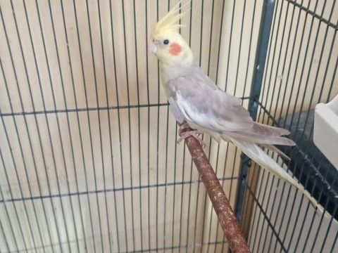 Callopsitte 25 53800 Congrier