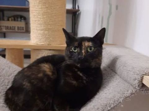 ADRIANA 200 95420 Saint-gervais