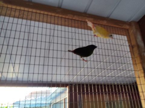 Oiseaux. Kittlits  male 0 46400 Saint-céré
