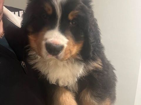 Chiots Bouvier Bernois
2000 29390 Leuhan