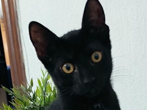 PINGU 180 95610 ragny