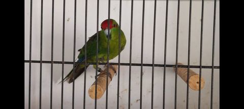 Kakarikis 40 17120 Meursac