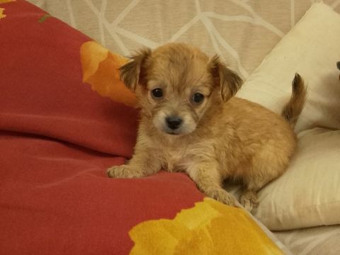 Chihuahua a reserver 1100 45300 Manchecourt