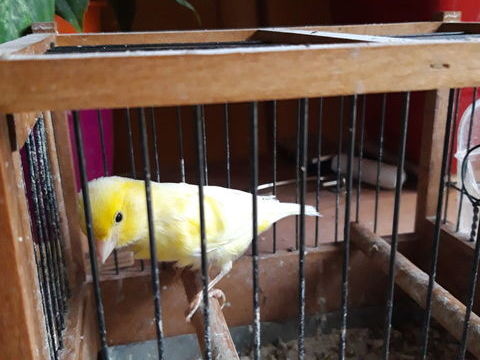 canaris timbrado 60 76960 Notre-dame-de-bondeville