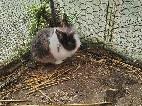 Lapins nains 20 37140 Bourgueil