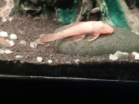 Ancistrus gold ou noir 5 13008 Marseille