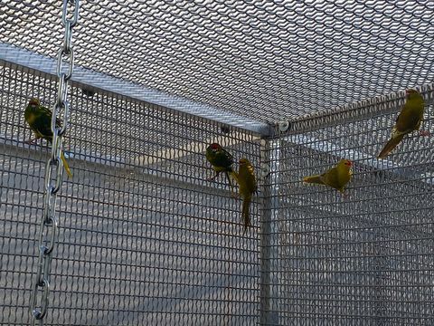 Kakariki 30 79000 Niort