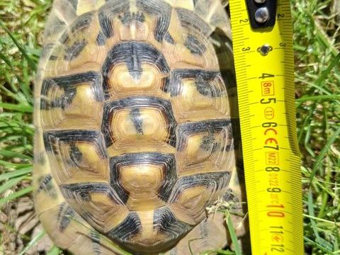 Tortue m&acirc;le 13,5 cm &times; 10 cm. Environ 12 ans 350 83400 Hy�res