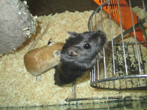 jeune Gerbille M&acirc;le 0 18200 Saint-amand-montrond