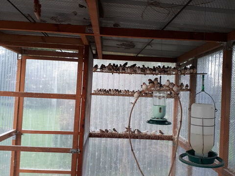 Diamants mandarins- Perruches ondulées-calopsittes 10 71370 Saint-germain-du-plain