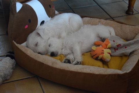 A r&eacute;server apparence West highland white terrier 1350 63300 Escoutoux