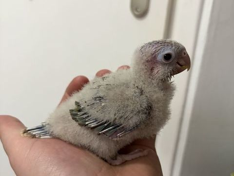 Conure molinae eam 0 59253 La gorgue