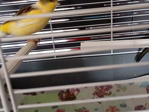 canari male 25 59590 Raismes