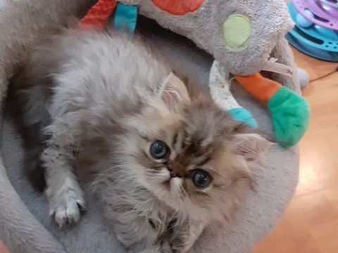 Chaton Persan
700 67240 Gries