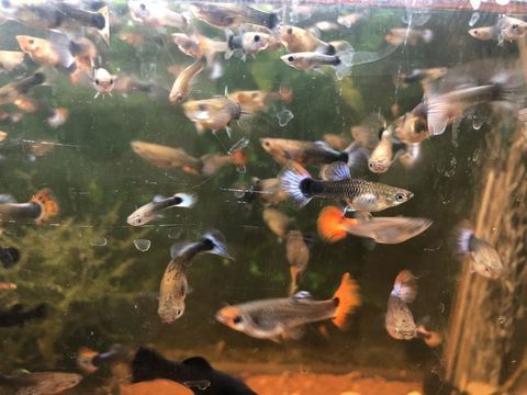 15 Guppy femelles 2 95190 Goussainville