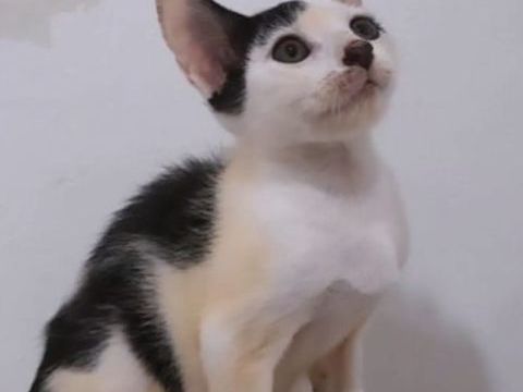 ✨️ NESTOR ✨️ 🐱 0 13001 Marseille