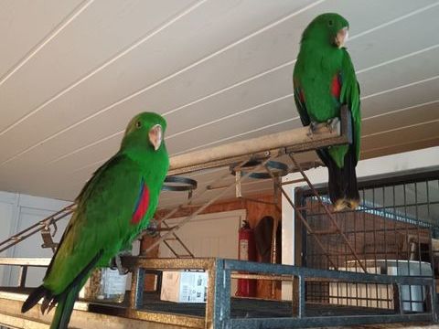 eclectus roratus 600 85150 Landeronde