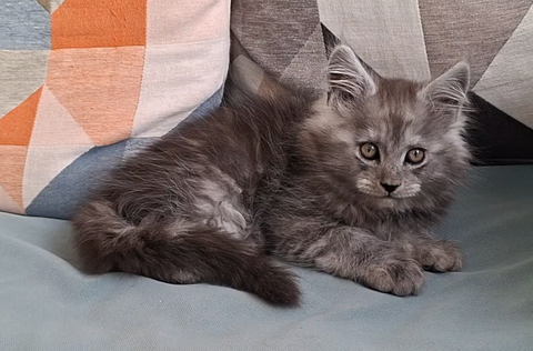 chaton m&acirc;le Maine Coon LOOF 1200 83000 Toulon