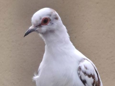 Colombe diamant panach&eacute; 20 44390 Petit-mars