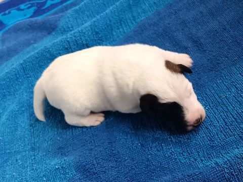 fox terrier poil lisse LOF 1000 77580 Coutevroult