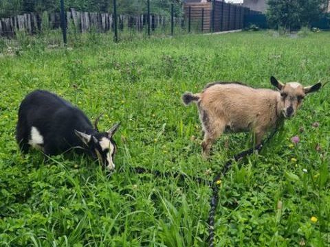 2 boucs castr&eacute; 500 68870 Bartenheim