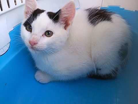 Donnons un chaton m&acirc;le 0 77730 Sa�cy-sur-marne