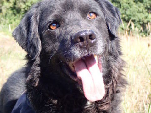 ACDC à l'adoption 300 35000 Rennes