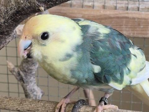 Kakariki (mâle et femelle) nés en 2025. 40 22940 Plaintel