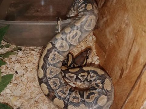 Recherche en don 0 70300 La chapelle-ls-luxeuil