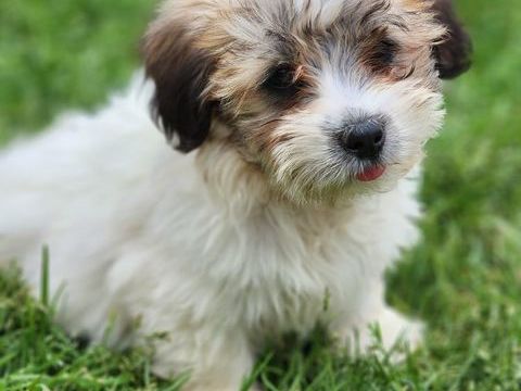Chiots coton de Tul&eacute;ar 1000 73360 Saint-christophe
