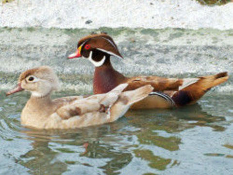 Canards d ornements 30 91150 Étampes