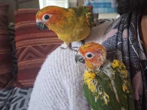 Conure Soleil 350 44780 Missillac
