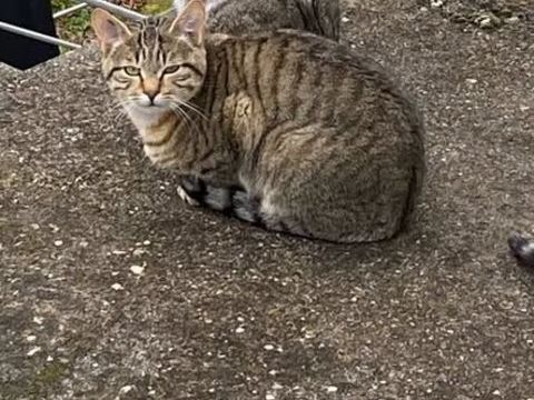 Chat GRISOUILLE à l adoption 180 38160 Saint-marcellin