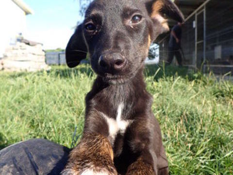 Bratz à l'adoption 320 88000 Chantraine