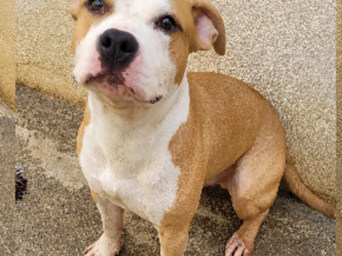 BAKARY, chien type staffie 3 ans 220 34500 Béziers