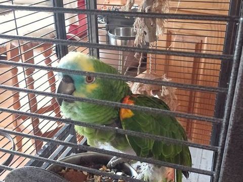 Perroquet amazone 700 85570 Saint-val�rien