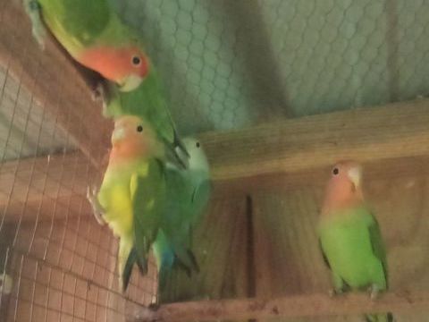 Ins&eacute;parables 20 56130 F�rel