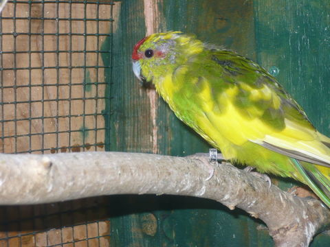 Perruche femelle kakariki 30 79320 Moncoutant