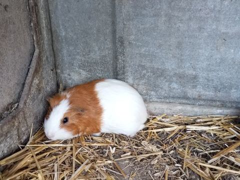 Cochon d'Inde 20 17430 Saint-hippolyte