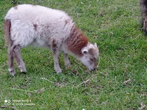 Moutons Ouessant 50 35580 Goven