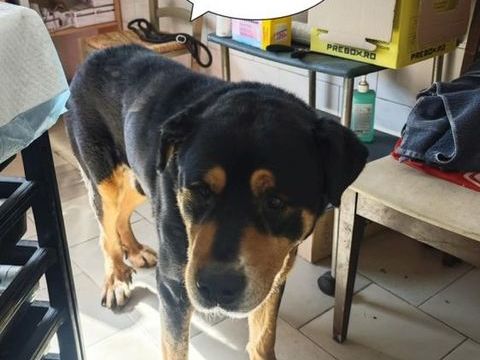 Attikus &agrave; l'adoption 200 49000 Angers