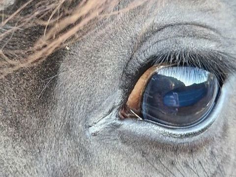 IRICH Cob  ENTIER Odin 1 ans 3000 53380 La croixille