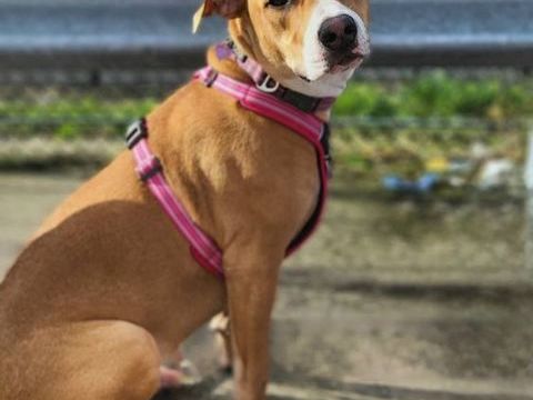 A&eacute;la, femelle crois&eacute;e berger, n&eacute;e le 15/06/2025 🐶 380 60000 Allonne