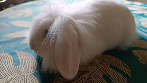 20 adorables lapins nains beliers angoras 20 79340 Vasles