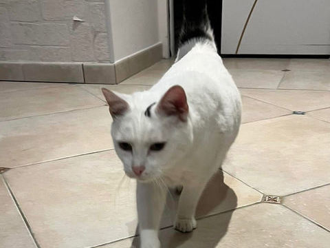 SIMBA, gentil chat blanc et noir à adopter via l'association UMA 200 18340 Levet