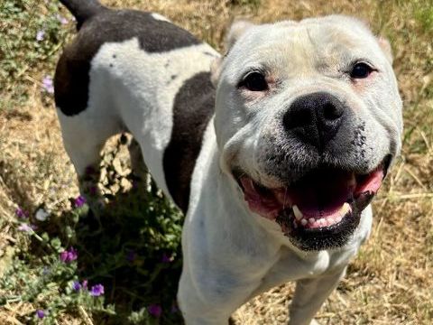 BUBULLE bouledogue 3 ans 220 34500 Béziers